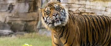 Bandar, the new Sumatran tiger at Busch Gardens Tampa Bay.